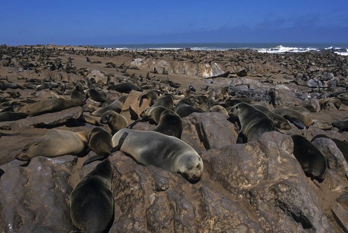 Pelzrobbenkolonie (Arctocephalus pusillus) bei Cape Cross